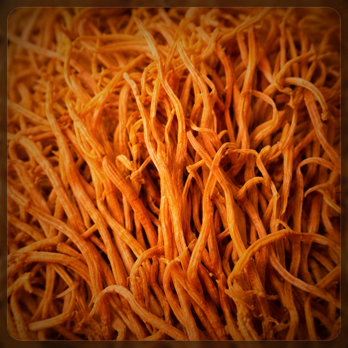 Cordyceps