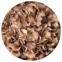 Maitake