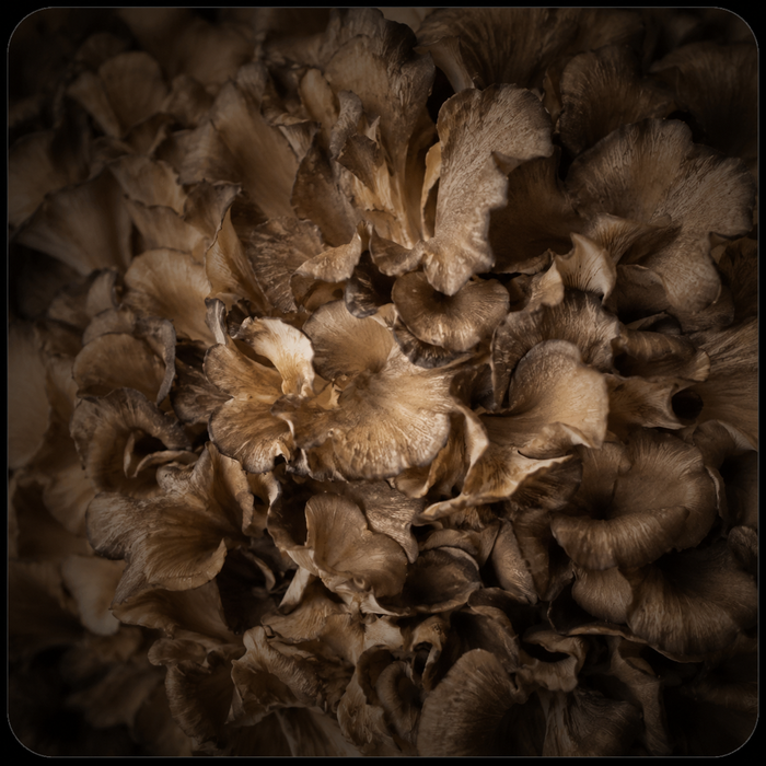 Maitake