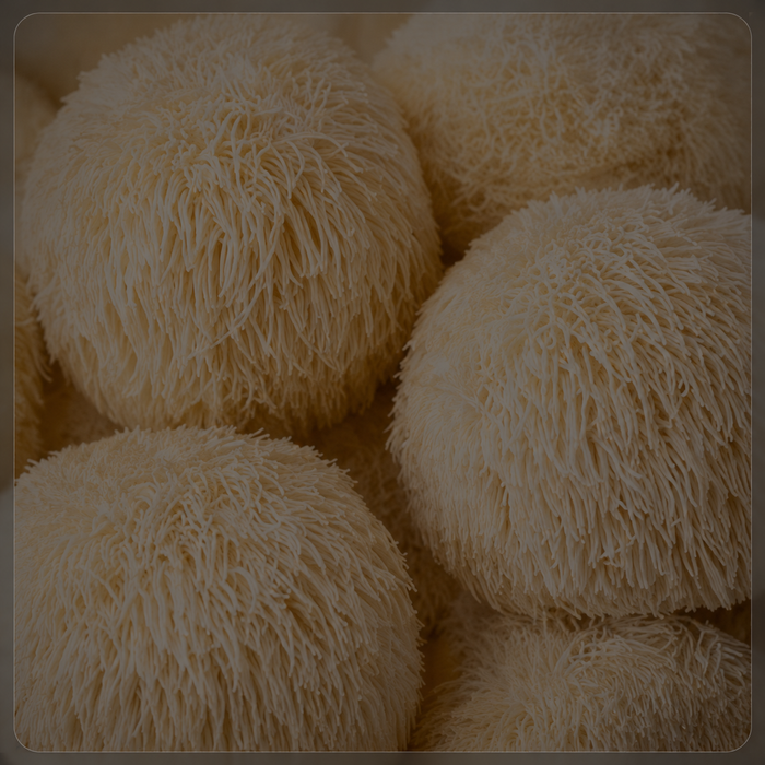 Lion's Mane