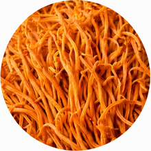 Cordyceps
