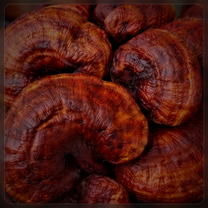 Reishi