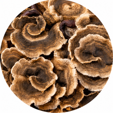 Turkey Tail
