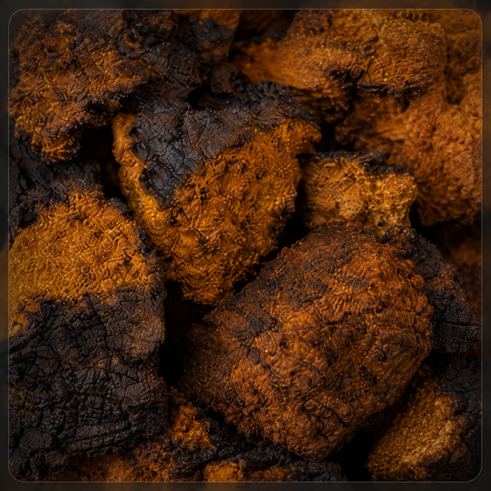 Chaga