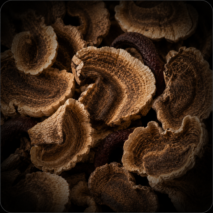 Turkey Tail